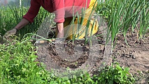 Old farmer woman weed onion plants in garden near hothouse
