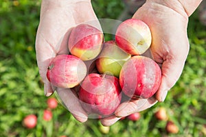 Old Farmers hands with freshly harvested apples closeup. Organic fruit and vegetables.