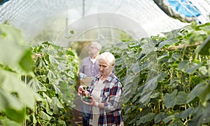 Old farmers picking cucumbers at farm greenhouse