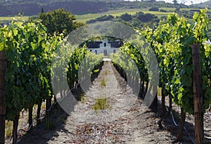 Old farmhouse in vineyard, south africa