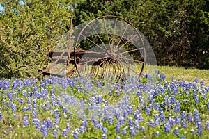 Old Farming Tool in Bluebonnet flowers