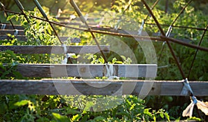 Old-fashioned agricultural greenhouse