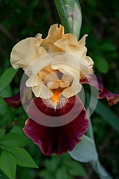 Old fashioned Bearded iris in full bloom