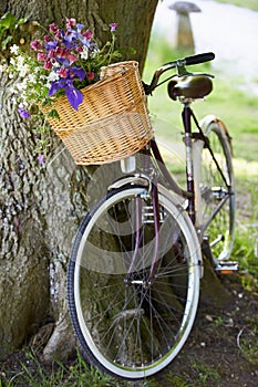 Old Fashioned Bicycle Leaning Against Tree