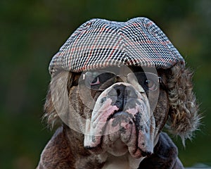 An old-fashioned dressed dog