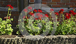 Old fashioned geraniums in front of an old building