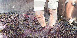 Old Fashioned Grape Stomping