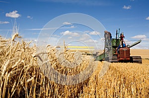 Old fashioned harvesting.