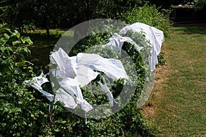 Old fashioned method of drying clothes, with white cotton caps and aprons outside in the sun on a hedge