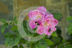 Old fashioned pink rose in full bloom