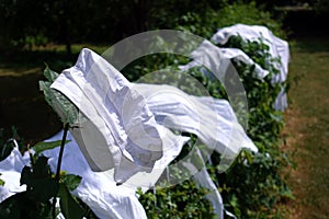 Old fashioned scullery maid`s white cap and aprons, drying on a hedge outside in the sun in the traditional way