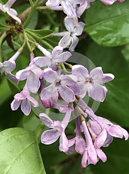 Old fashioned Syringa vulgaris flowers after the rain