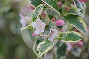Old-fashioned Weigela florida variegata, rosey-pink tubular flowers