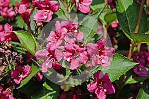 Old fashioned weigela. Weigela florida