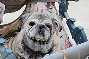 An old and fat pug sits on the floor looking sad and misses its owner.