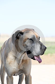 Old fawn great dane dog with tongue hanging out