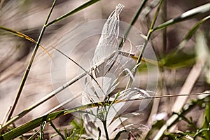 Old feather laying on a beach