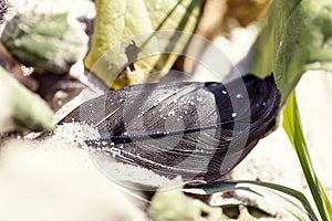 old feather laying on a beach