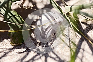 Old feather laying on a beach