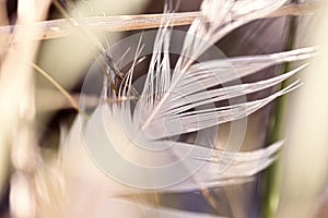 Old feather laying on a beach
