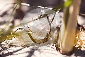 Old feather laying on a beach