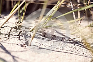 Old feather laying on a beach