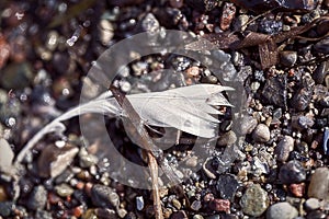 Old feather laying on a beach