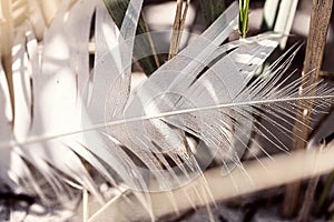Old feather laying on a beach
