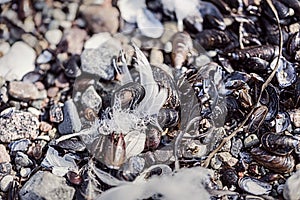Old feather laying on a beach