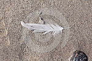 Old feather laying on a beach