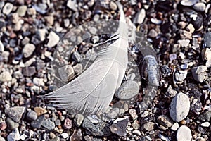 Old feather laying on a beach