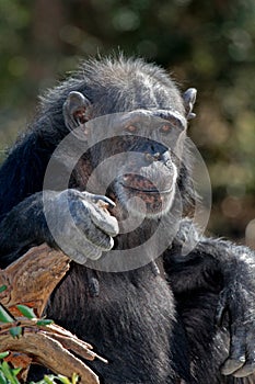 Old Female Chimpanzee