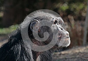 Old Female Chimpanzee