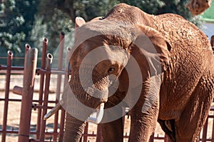 Old Female Elephant Alone Under The Sun Inside The Zoo