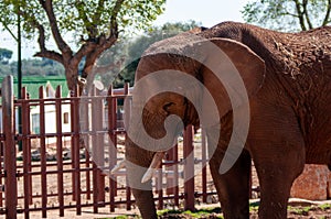 Old Female Elephant Alone Under The Sun Inside The Zoo