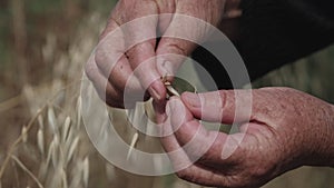 Old Female hand touching oats in a field