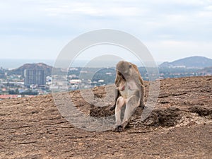Old female monkey sitting sad on rock at top mountain with blur city view background