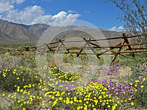 Old fence, desert wildflowers