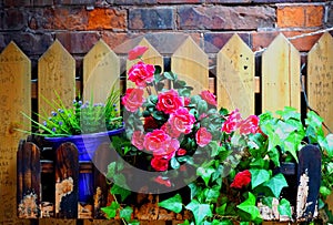 An old fence filled with flowers hanging on a red brick wall