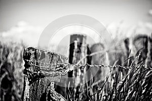 Old Fence on Grain Field