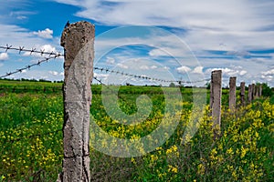 An old fence made of damaged concrete posts connected by rusty barbed wire against a peaceful green meadow and a blue sky with a