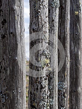 Old fence made of wooden planks, in the style of rustic, grunge, old fashion, worn gray-green color with nails