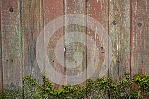 Old fence made of wooden planks, in the style of rustic, grunge, worn gray-green color with nails