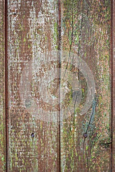 Old fence made of wooden planks, in the style of rustic, grunge, worn gray-green color with nails
