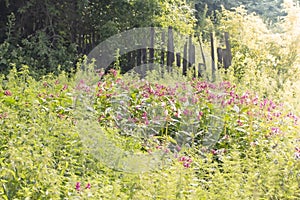 Old fence overgrown with grass flowers, the concept of abandoned villages or ownerless property