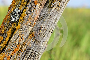 Old Fence Post and Barbed Wire