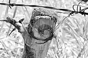 Old Fence Post and Barbed Wire