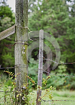 Old Fence post