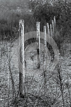 Old Fence Posts in a Pasture