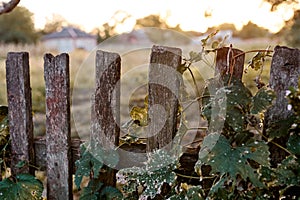 Old fence in the setting sun against the background of walnut leaves